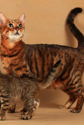 Toyger